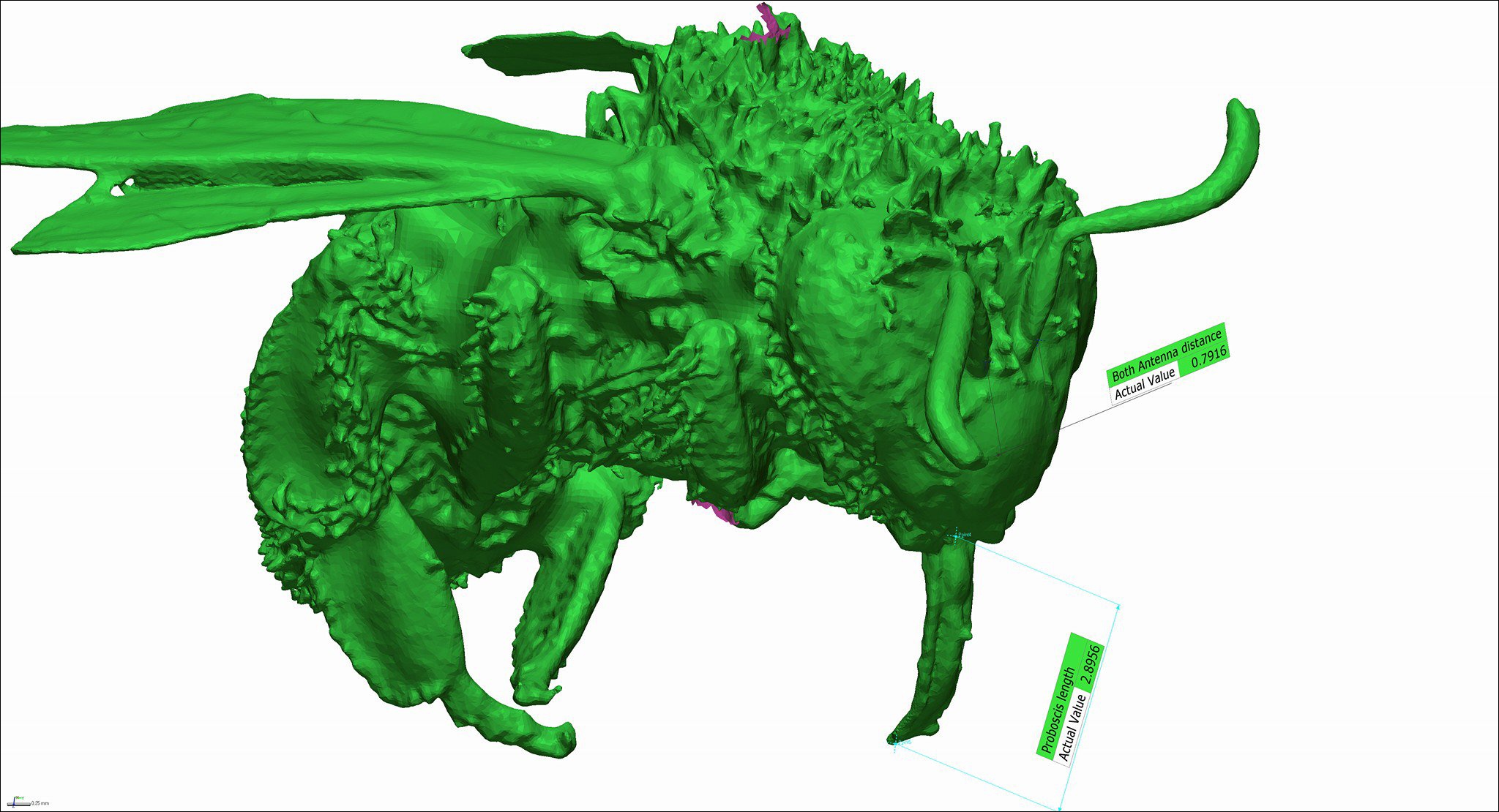 Данные 3D сканирования пчелы